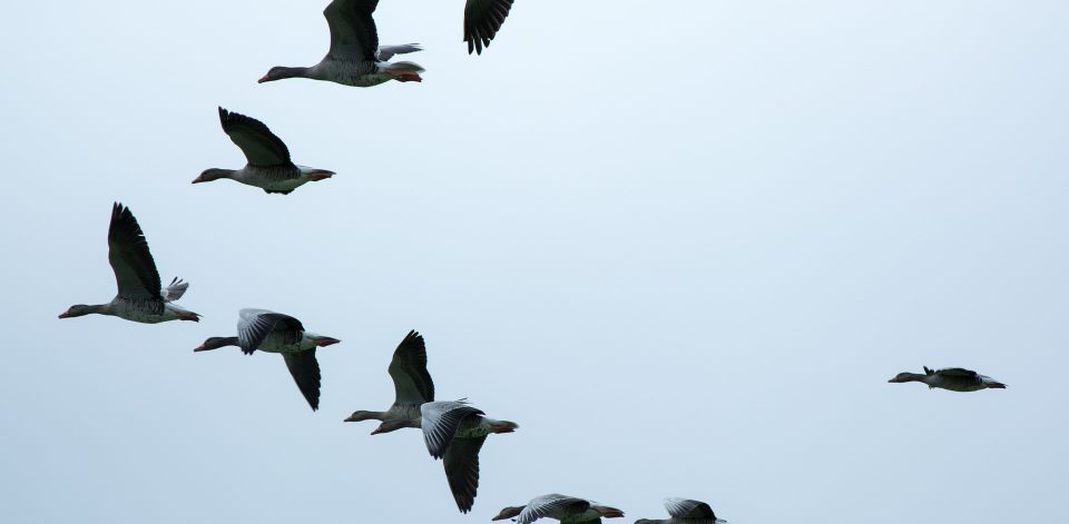 bird formation in flight