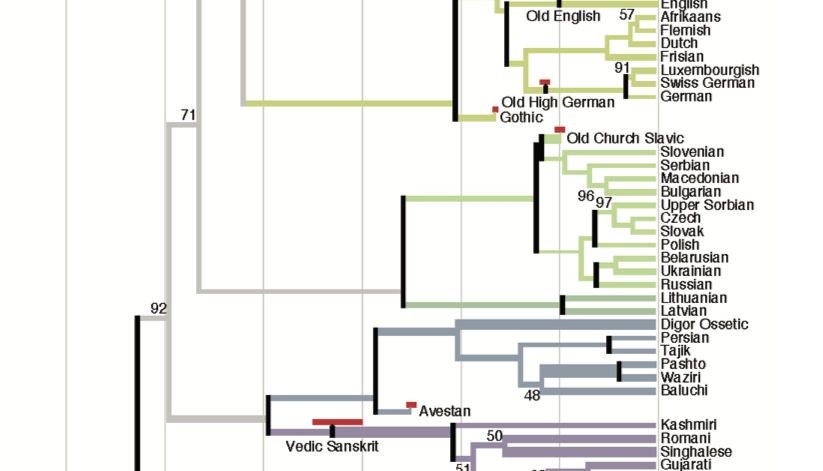 phylogenetic tree