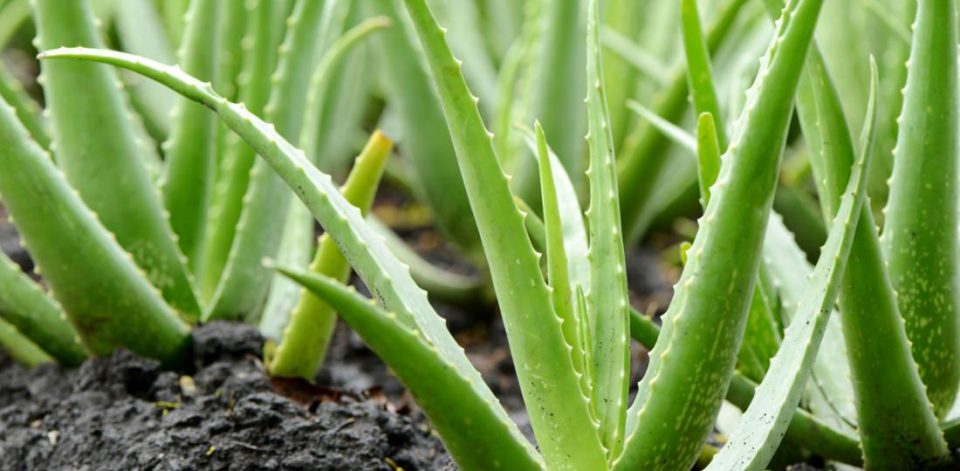 Aloe plant