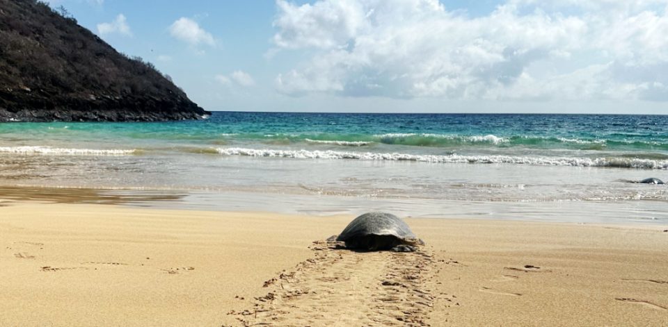 a serene beach scene with clear blue skies and a few clouds. In the foreground, there are two large sea turtles on the sand. One is closer to the water’s edge, and another is further back, with distinct tracks in the sand leading from the water to the turtle further up the beach, indicating its path of movement. The ocean appears calm with gentle waves, and in the distance, there is a visible island or hill rising from the sea.