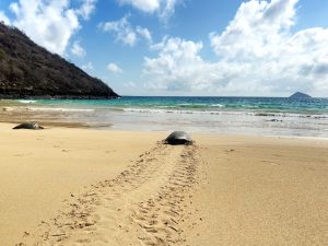 A serene beach scene with clear blue skies and a few clouds. In the foreground, there are two large sea turtles on the sand. One is closer to the water’s edge, and another is further back, with distinct tracks in the sand leading from the water to the turtle further up the beach, indicating its path of movement. The ocean appears calm with gentle waves, and in the distance, there is a visible island or hill rising from the sea.